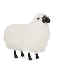 Lucie Baby Sheep