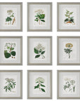 Antique - Botanicals Framed Prints (Set of 9)