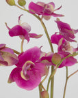 Glory Orchid - Fuchsia Orchid - Pearl Silver