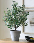 Marisol - Potted Olive Plant - Gray / Green