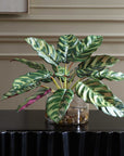 Peacock - Plant Accent - Green