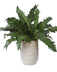 Verdure Fern - In Glazed Pot - White