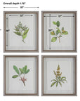Wildflower Study - Framed Prints (Set of 4)