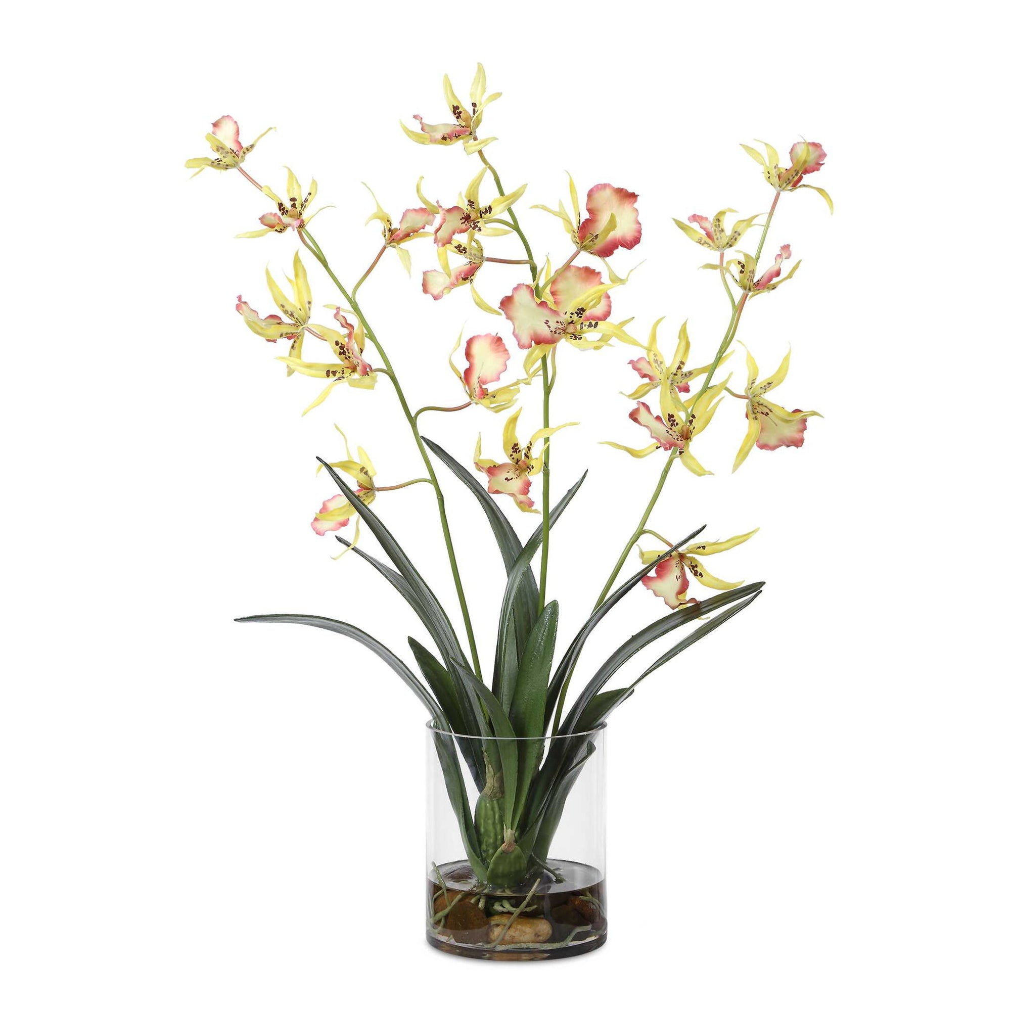 Spider - Orchid In Glass Vase - Green,Pink,Yellow
