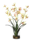 Spider - Orchid In Glass Vase - Green,Pink,Yellow