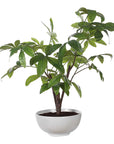 Pachira - Money Tree - White
