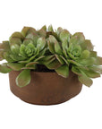 Sable Succulent - Accent In Pot - Brown / Green