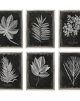 Foliage - Framed Prints (Set of 6) - Black