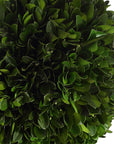 Preserved Boxwood - Triple Topiary - Green