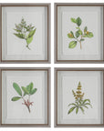 Wildflower Study - Framed Prints (Set of 4)