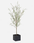 Abundance - Potted Olive Tree - Black