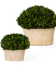 Preserved Boxwood - Oval Domes (Set of 2) - Beige