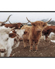 Highland Cows - Photography by Michael D-Avello