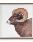 Big Horn - Sheep Framed Print - Black / Brown / White