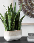 Sansera Snake - Accent Plant - Green