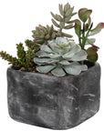Alverio - Desert Garden Succulents - Pearl Silver