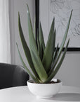 Evarado - Aloe Planter - White