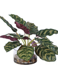Peacock - Plant Accent - Green