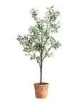 Olea - Potted Olive Tree - Green