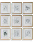 Nature's - Script Framed Botanical Prints (Set of 9) - Gold / Green / White