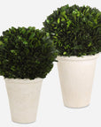 Preserved Boxwood - Domes (Set of 2) - Green