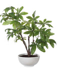 Pachira - Money Tree - White