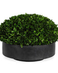 Verdana - Boxwood Centerpiece In Bowl - Gray / Green