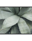 Agave I - Photography by Michael D-Avello