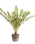 Zamia - Palm Accent In Planter - Green