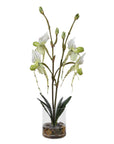 Lady - Slipper Orchid In Glass Vase - Green,White