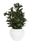 Elena Olive - Centerpiece - White