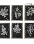 Foliage - Framed Prints (Set of 6) - Black