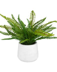 Boston Fern - In White Ceramic Pot - White
