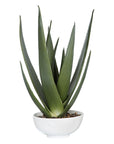 Evarado - Aloe Planter - White