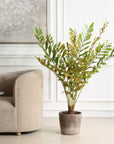 Zamia - Palm Accent In Planter - Green