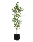 Boreal - Potted Birch Tree - Gray / Green