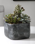 Alverio - Desert Garden Succulents - Pearl Silver