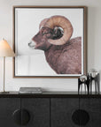 Big Horn - Sheep Framed Print - Black / Brown / White