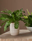 Verdure Fern - In Glazed Pot - White