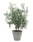 Marisol - Potted Olive Plant - Gray / Green