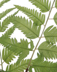 Country - Ferns (Set of 2)