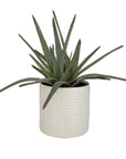 Taos - Aloe Centerpiece - Pearl Silver