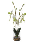 Lady - Slipper Orchid In Glass Vase - Green,White