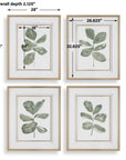 Fiddle Head - Leaf Botanical Prints (Set of 4) - Gold / Green / White