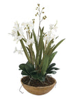 Moth Orchid - Planter - Green