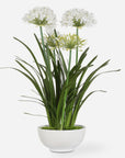 Purity Agapanthus - Centerpiece