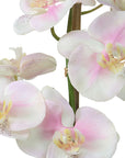 Blush - Orchid - Pink And White