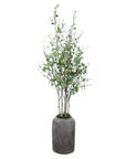 Aldis - Potted River Birch - Pearl Silver