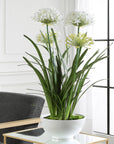 Purity Agapanthus - Centerpiece