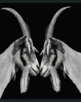 Goat - 48" x 72" Photography - Black